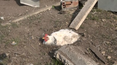Bursa'da Yumurtasını Çalan Yavru Köpeği Pompalı Tüfekle Vurarak Öldürdü