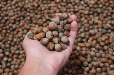 Giresun'da 26 Liraya Kadar Çıkan Fındık Fiyatlarında Düşüş Yaşanıyor