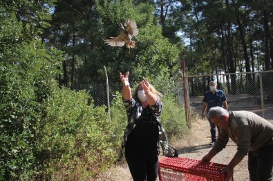 Kemer'de 240 Kınalı Keklik Doğaya Salındı