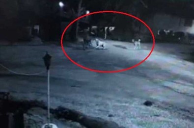 Köpeklerin Saldırısına Uğrayan Yaşlı Adam Ölümden Döndü