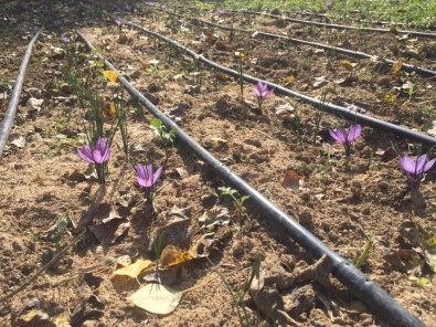 Safran Bitkisi Deneme Ekiminden Olumlu Sonuç