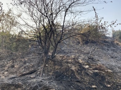 Samandağ'daki Yangın Kontrol Altına Alındı