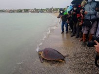 Tedavisi Yapılan Caretta Caretta Didim Altınkum'da Denize Bırakıldı