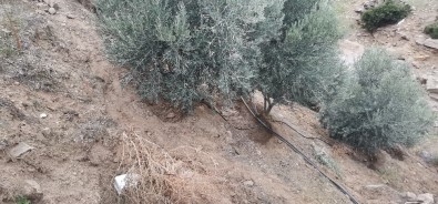 Yaşlı Adam Zeytin Tarlasında Ölü Bulundu