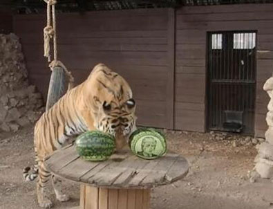 ABD başkanını ayı ve kaplana seçtirdiler!