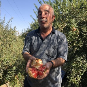(Özel) Suriye Sınırında Nar Hasadı Başladı