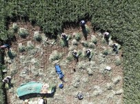 Pırasa Verimi Ve Fiyatı İle Çiftçinin Yüzünü Güldürdü