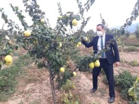 Simav'da Alternatif Ürün Ayva