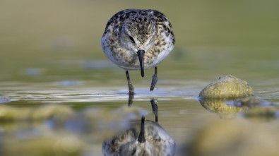 150'Nin Üzerinde Kuş Türünün Bulunduğu Boğaçayı'nda Kuş Gözlemi