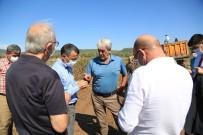 Beyaz Altında Hasat Dönemi Başladı