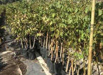 Bingöl'de Çiftçilere Hibeli Ceviz Fidanı