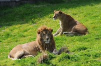 Doğal Yaşam Parkı Yeniden Açılıyor