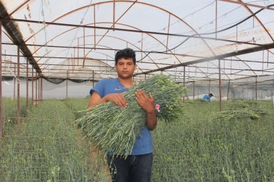 Isparta'nın Karanfilleri Avrupa'yı Renklendiriyor