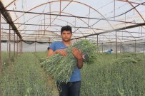 Isparta'nın Karanfilleri Avrupa'yı Renklendiriyor