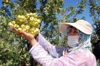 Silifke'de Kalp Dostu Alıç'ın Tanesi 2 Liradan Satılıyor