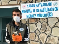 Yaralı Kuşlar Tedavi Altına Alındı