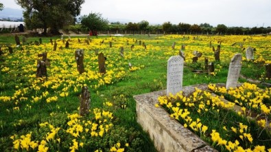 Asırlık Mezarlığı Sarı Zambaklar Kapladı