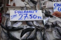 Sinop'ta Palamut Küstü, Fiyatlar Uçtu