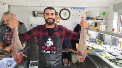 5'Er Kiloluk Kırlangıç Balıkları 500 Liradan Satılıyor