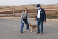 Hercai Dizi Oyuncuları Midyat'ta Sokak Hayvanlarını Unutmadı Haberi