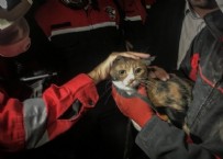 İzmir depreminde gelişme! Kahraman köpek 'Bob' enkazdan kedi kurtardı