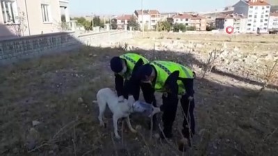 Afyonkarahisar'da Kafası Pet Şişeye Sıkışan Sokak Köpeği, Jandarma Ekiplerince Kurtarıldı