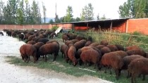 'Genç Çiftçi Projesi' Sayesinde 300 Koyunluk Sürüsü Oldu