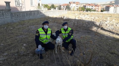 Kafası Pet Şişeye Sıkışan Köpeğin İmdadına Jandarma Yetişti