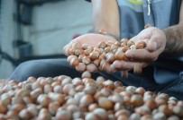 Ordu'da Serbest Piyasada Fındık 24,5 Liraya Yükseldi