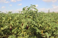 Patlıcan Tarlada 50 Kuruşa Düştü