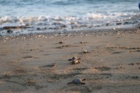 300 Bin Yavru Kaplumbağa Denizle Buluştu Haberi