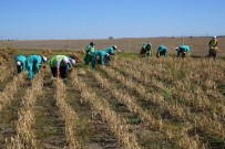 Bitkisel Üretim Merkezi'nde İkinci Hasat Zamanı