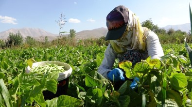 (Özel) Korona Virüs Gevaş Fasulyesini Vurdu