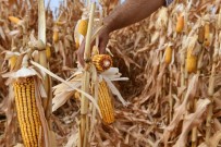 TAREKS'in Geliştirdiği Yerli Tohumlar Üreticinin Yüzünü Güldürüyor