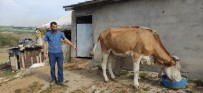 Arazide Otlayan Hayvanlar İçeri Girdikleri OSB'de Saldırıya Uğradı Haberi