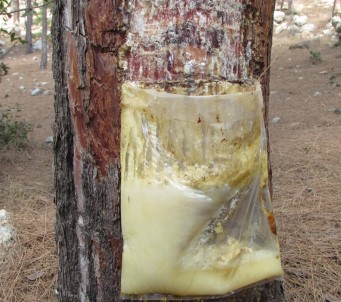 Mersin Ormanlarında Reçine Hasadı Başladı