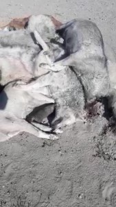 20'Ye Yakın Köpeği Öldüren Şahıslar Yakalandı
