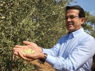 ATB, Zeytin Tiplerinin Biyokimyasal Ve Duyusal Farklılıklarını Tespit Edecek