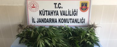 Gediz'de 50 Kök Kenevir Ele Geçirildi