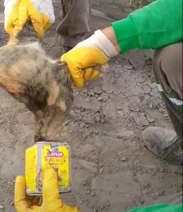 Kafası Teneke Kutuya Sıkışan Kediyi Temizlik İşçisi Kurtardı