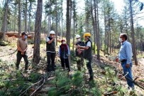 Müdür Keskin Açıklaması 'Tüm Ormancılık Faaliyetlerinde Kurallara Dikkat Edilmeli' Haberi