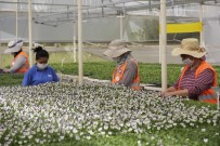 Antalya'nın Kışlık Çiçekleri Hazır