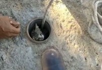 Atık Su Borusuna Sıkışan Yavru Kedi Kurtarıldı Haberi
