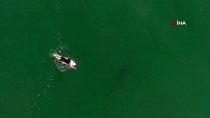 Avustralyalı Sörfçü Drone Sayesinde Köpek Balığı Saldırısından Kurtuldu