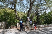 Buldan'da Asırlık 7 Adet Çınar Ağacına, 'Anıt Ağaç' Levhaları Asıldı Haberi