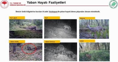 Fotokapana Yaban Kedisi Yakalandı
