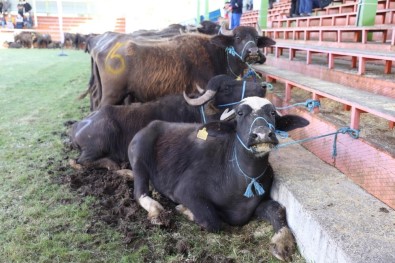 Ordu'da Mandacılık Canlandırılıyor