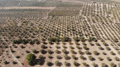 (Özel) Manisa'da 'Domat Zeytin' Hasadı Başladı