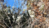 Sorgun'da Armut Ağacı Ekim'de Çiçek Açtı Haberi