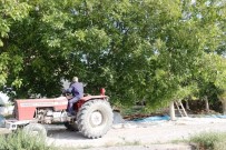 Bitlis Çiftçisi Bu Yıl Cevizden 150 Milyon TL Kazanacak Haberi